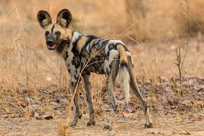 Wild dog looking backwards.