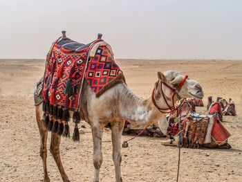 Horses standing on sand dune in desert against sky