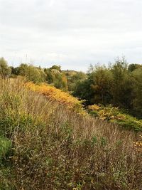 Scenic view of grass against sky