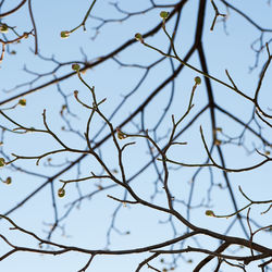 Low angle view of bare tree against sky