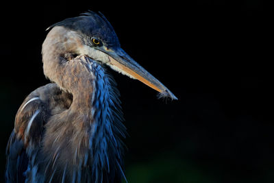 Close-up of bird