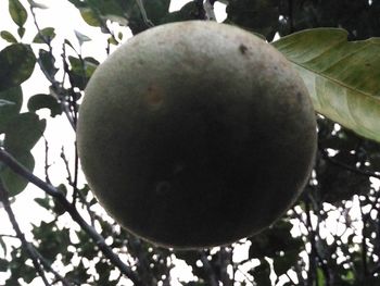 Low angle view of tree