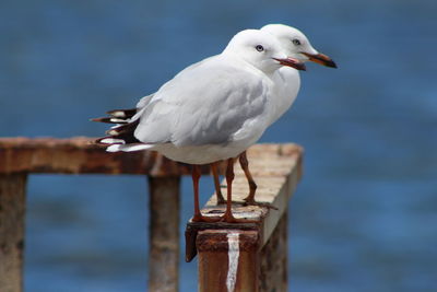 Close-up of seagull perching on wooden post