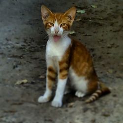 Cat sitting outdoors