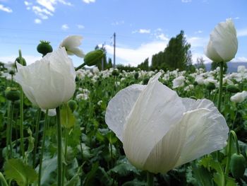 Field of white flowers against sky