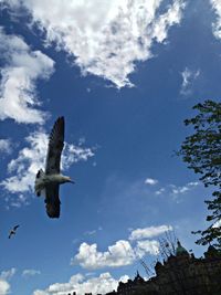 bird