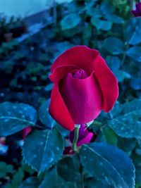 Close-up of pink flower blooming outdoors