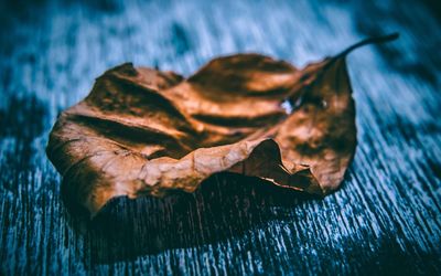 Close-up of dried autumn leaf on wood