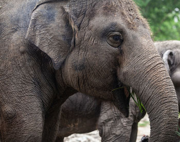 Close-up of elephant