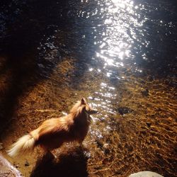 High angle view of cat in water