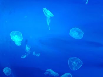 Jellyfish in sea