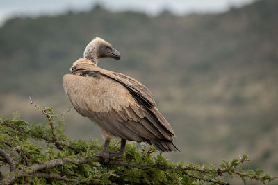 Vulture perching on branch