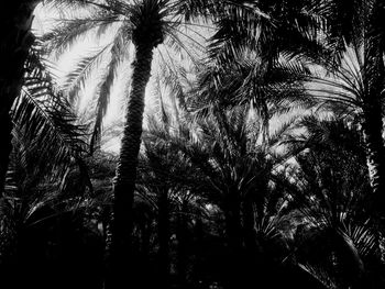 Low angle view of palm trees against sky