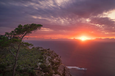 Scenic view of tree against sky during sunset
