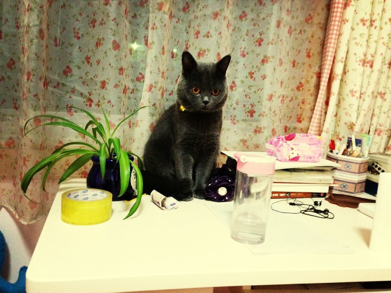 pets, domestic cat, indoors, domestic animals, cat, one animal, animal themes, mammal, feline, table, home interior, portrait, looking at camera, sitting, relaxation, potted plant, whisker, chair, home, no people