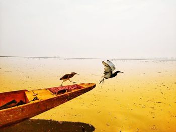 Seagulls flying over beach against sky