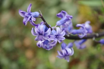 Close-up of purple flowering plant