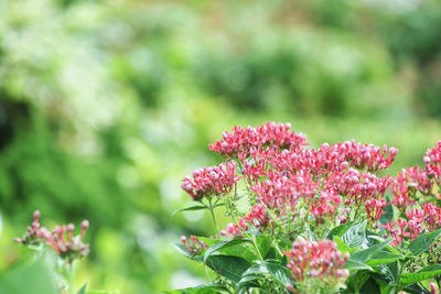 Close-up of pink flowering plants