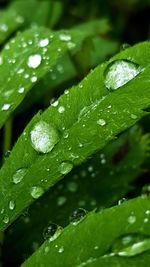 Close-up of water drops on plant leaves