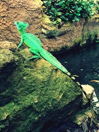 High angle view of lizard on rock