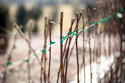 Raspberry canes cultivation in winter