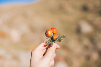 Close-up of hand holding red berries