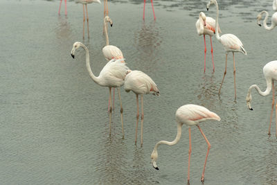 Flamingoes in ras al khor wildlife sanctuary, ramsar site, flamingo hide2, dubai, uae