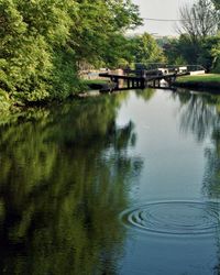 Bridge over river amidst trees