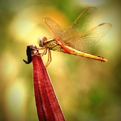 Close-up of dragonfly