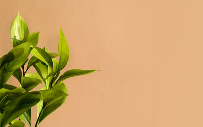 Green ruscus flower in the sunlight on soft beige background. ideal backplate for organic products