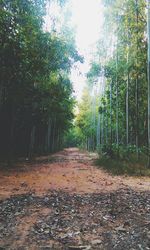 Footpath passing through forest