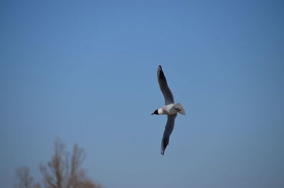 A flying bird looking for food.