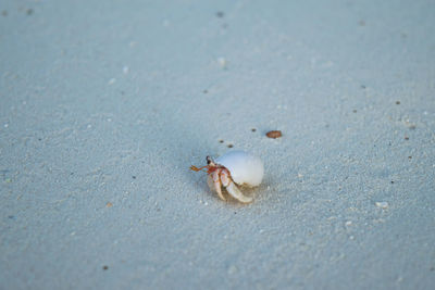 Close-up of crab on beach