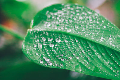 Close-up of raindrops on leaves