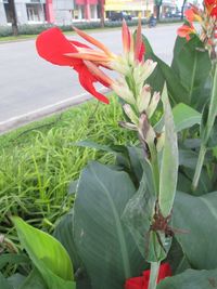 Close-up of plants growing outdoors