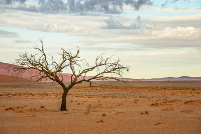 Bare tree on landscape against sky