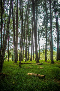 Trees in forest