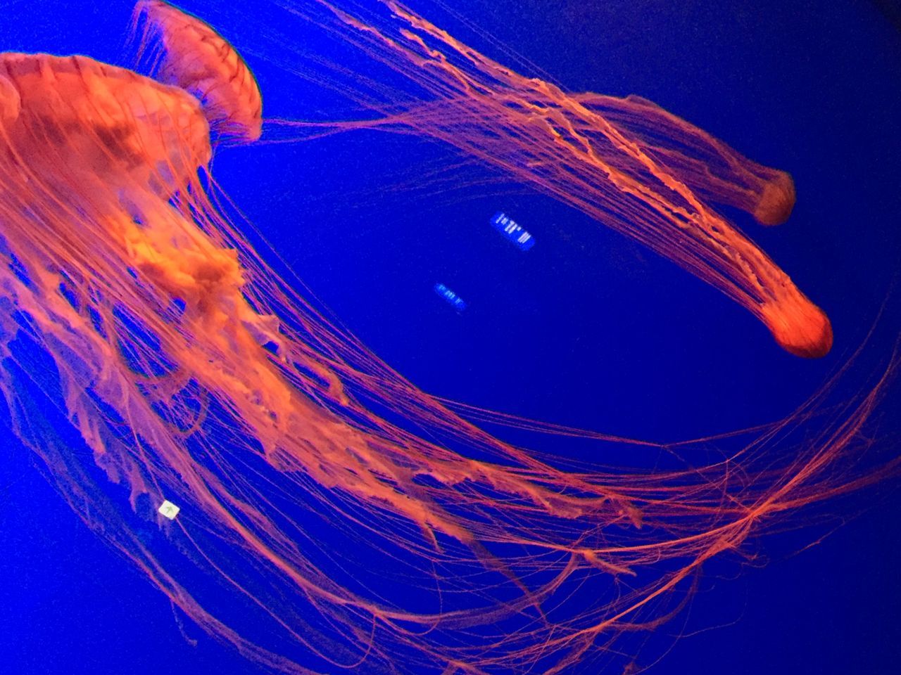 blue, underwater, close-up, jellyfish, nature, sea life, clear sky, undersea, beauty in nature, water, studio shot, swimming, natural pattern, copy space, motion, no people, low angle view, blue background, outdoors, animal themes