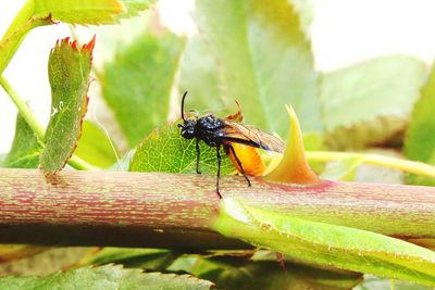 Close-up of bee pollinating flower