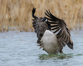 Bird flying over lake