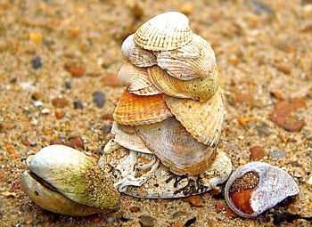 Close-up of shells on the ground