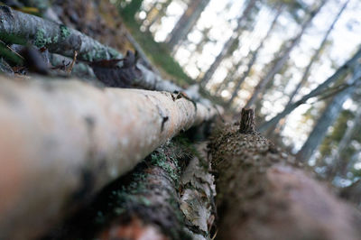 Close-up of tree trunk