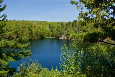 Scenic view of lake in forest against sky