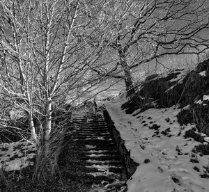 Bare trees on snow covered landscape