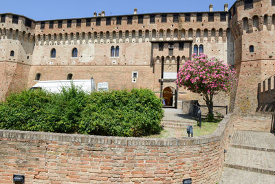 Plants growing on old building