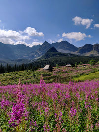 Purple flowering plants on field by mountains against sky