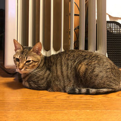 Portrait of a cat resting at home