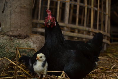 View of hen and her chicks on the ground