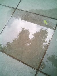 Reflection of trees on wet footpath