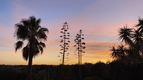 Silhouette palm trees against sky during sunset